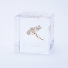 Sola cube 米香花立方塊_生活充實的每一天