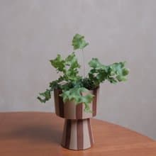 綴化藍星蕨
