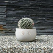 Mini_EMOO/盆栽/室內植物/多肉植物/盆器/植物/交換禮物/聖誕禮