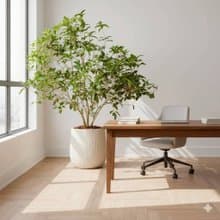 桂花樹 奶白色樹紋落地大盆栽 開幕花盆 觀葉植物 居家裝飾