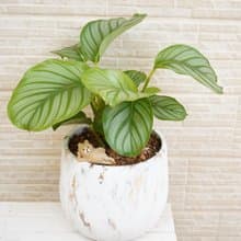 【竒植花物】 青蘋果竹芋大理石盆栽 觀賞植物 綠化盆栽植栽