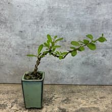 狀元紅  迷你盆栽