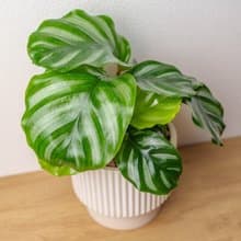 白蘋果竹芋 直條紋水泥盆栽  辦公室植栽 開幕送禮 喬遷禮物