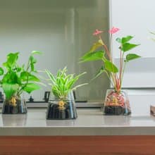 水耕炭盆 | 季節植物隨機出貨   室內植栽/簡單照顧/懶人福音