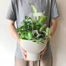 開幕植栽 室內植物