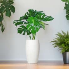 龜背芋水泥盆栽 大盆栽 白磨石子花盆 開幕送禮 喬遷禮物 植栽