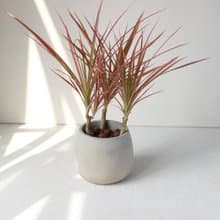 植栽 盆栽 l 五彩千年木 百搭胖U水泥盆  放射狀五彩葉片 強散光