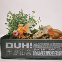 半島鐵盒 植物株式会社