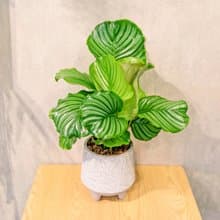青蘋果竹芋 盆栽 水泥盆樹葉紋 桌上盆栽 開幕送禮 喬遷禮物