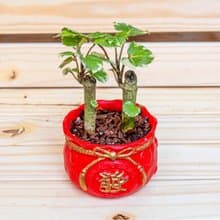 福祿桐聚寶盆 桌上型室內植物推薦 室內植物 觀葉植物  禮物