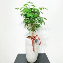 旺旺樹、進財樹 | 開幕、恭賀送禮首選【新竹限定免運】落地盆栽