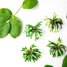 鹿角蕨-手工耳環耳針耳夾