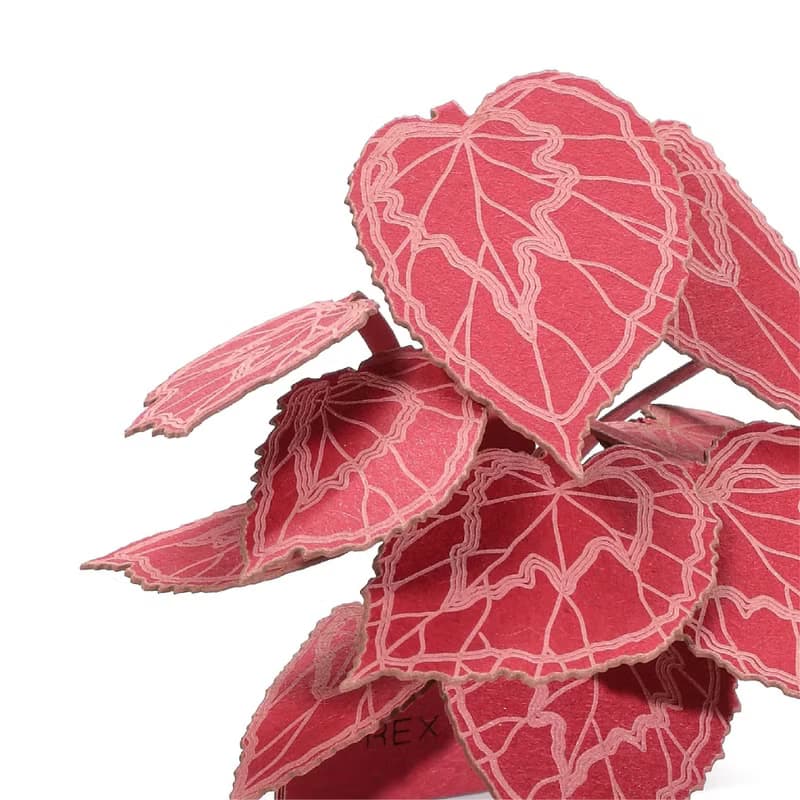 【立體植物貼紙】 蟆葉秋海棠 (605011) FingerART紙雕紙藝術
