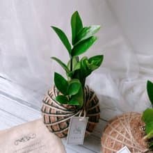 小苔球 金錢樹 室內植物 招財植栽