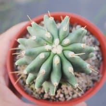 【荳荳多肉】【無刺王冠龍】喬遷│送禮│升遷│多肉植物