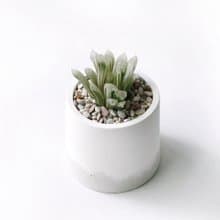 (預購) 白灰漸層系列 | 白斑玉露 圓形雙色水泥多肉植栽