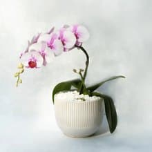 薄紅 單株蝴蝶蘭植栽