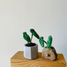 |哈哈羊毛氈| 星點海棠植物盆栽 水泥盆|手捏陶盆 (2款) / 019