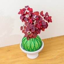 苔球植物 小紅楓酢漿草嫩綠苔球加磨砂高腳缽 苔球 苔玉 禮物