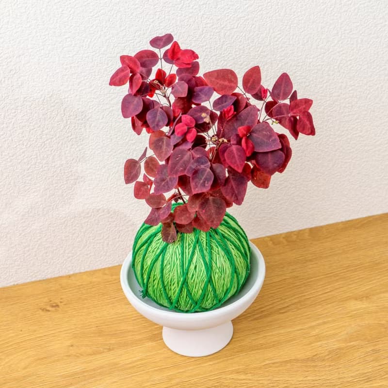 苔球植物 小紅楓酢漿草嫩綠苔球加磨砂高腳缽 苔球 苔玉 禮物