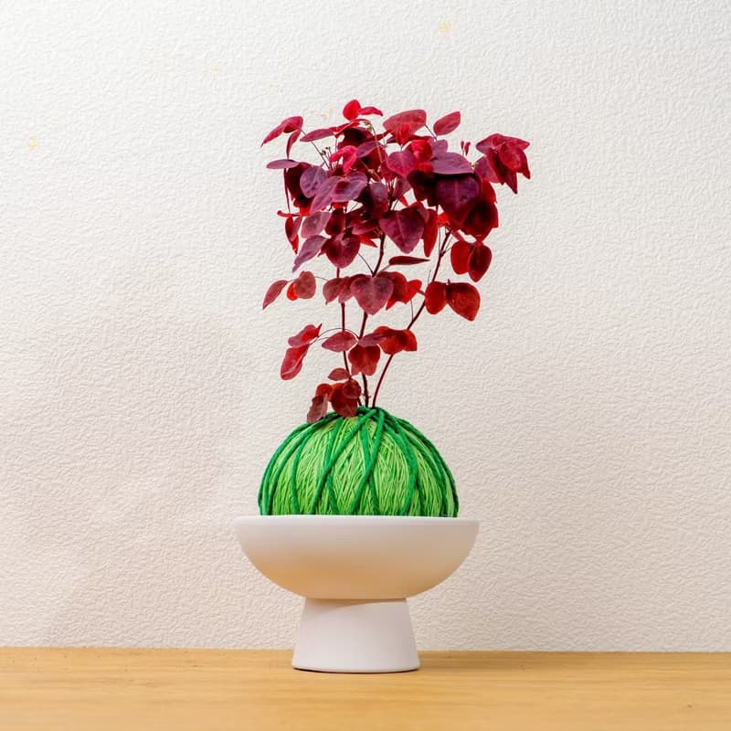 苔球植物 小紅楓酢漿草嫩綠苔球加磨砂高腳缽 苔球 苔玉 禮物