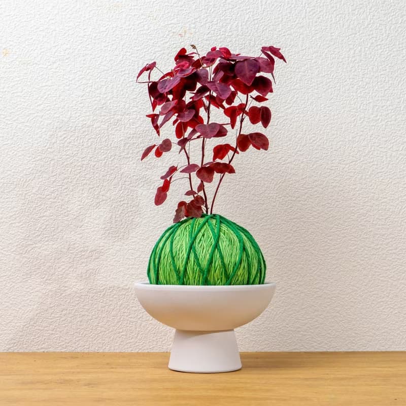 苔球植物 小紅楓酢漿草嫩綠苔球加磨砂高腳缽 苔球 苔玉 禮物