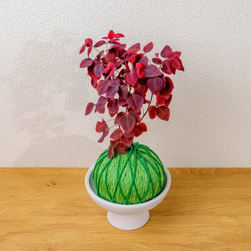 苔球植物 小紅楓酢漿草嫩綠苔球加磨砂高腳缽 苔球 苔玉 禮物