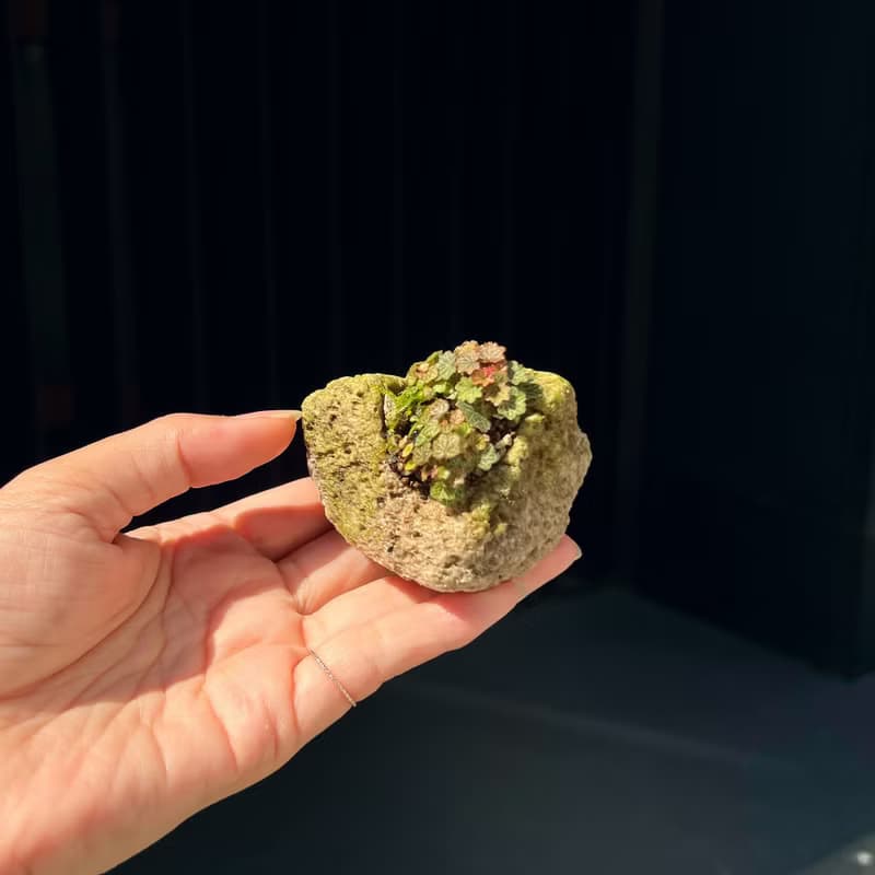 日本極姬虎耳草 B∣討喜療癒豆盆栽 微光植物