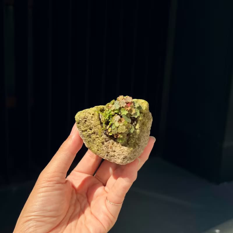 日本極姬虎耳草 B∣討喜療癒豆盆栽 微光植物