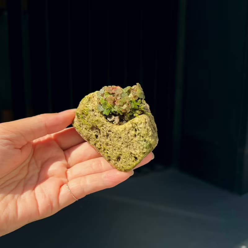 日本極姬虎耳草 B∣討喜療癒豆盆栽 微光植物