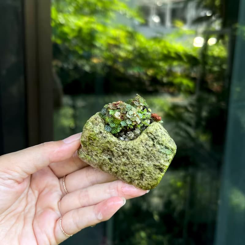日本極姬虎耳草 B∣討喜療癒豆盆栽 微光植物