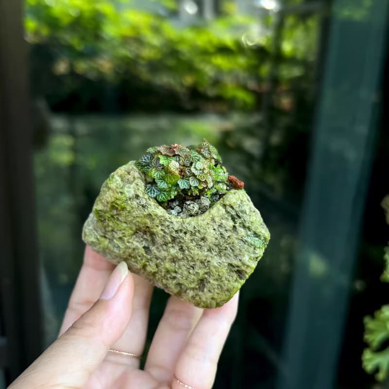 日本極姬虎耳草 B∣討喜療癒豆盆栽 微光植物
