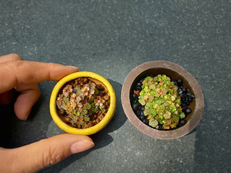 日本極姬虎耳草 B∣討喜療癒豆盆栽 微光植物