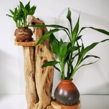 -老鷹-  花架 花座 展示架 盆栽架 多肉植物 木頭擺飾 木頭擺飾品