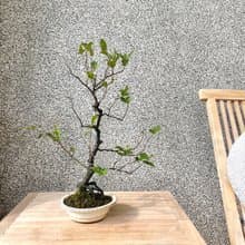 小品盆栽-日本姬柿都紅 盆景 送禮