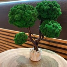 Moss tree, reindeer moss, unique moss tree, home decor