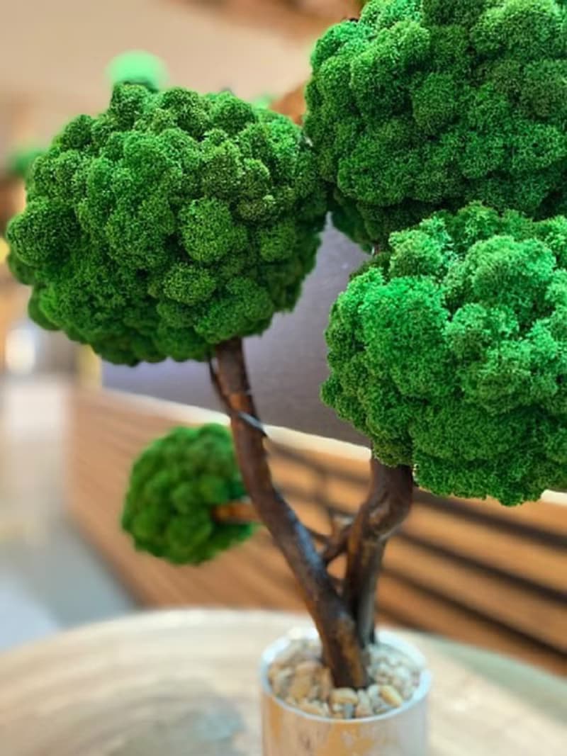 Moss tree, reindeer moss, unique moss tree, home decor