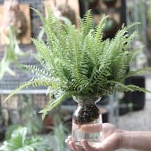 水培植栽│波士頓腎蕨_室內植物 辦公室盆栽  植栽 盆栽 水耕植物
