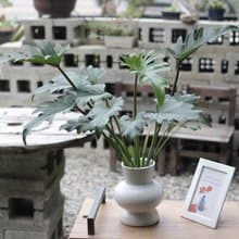 水培植栽│奧利多蔓綠絨_室內植物 辦公室盆栽 店內擺設 送禮