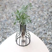 水培植栽│袖珍椰子_室內植物 辦公室盆栽 店內布置
