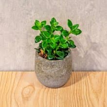 金魚花 桌上型水泥盆栽 觀葉植物 禮物 盆栽 交換禮物 辦公室小物