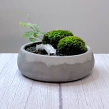 自然苔玉美學 - 石橋