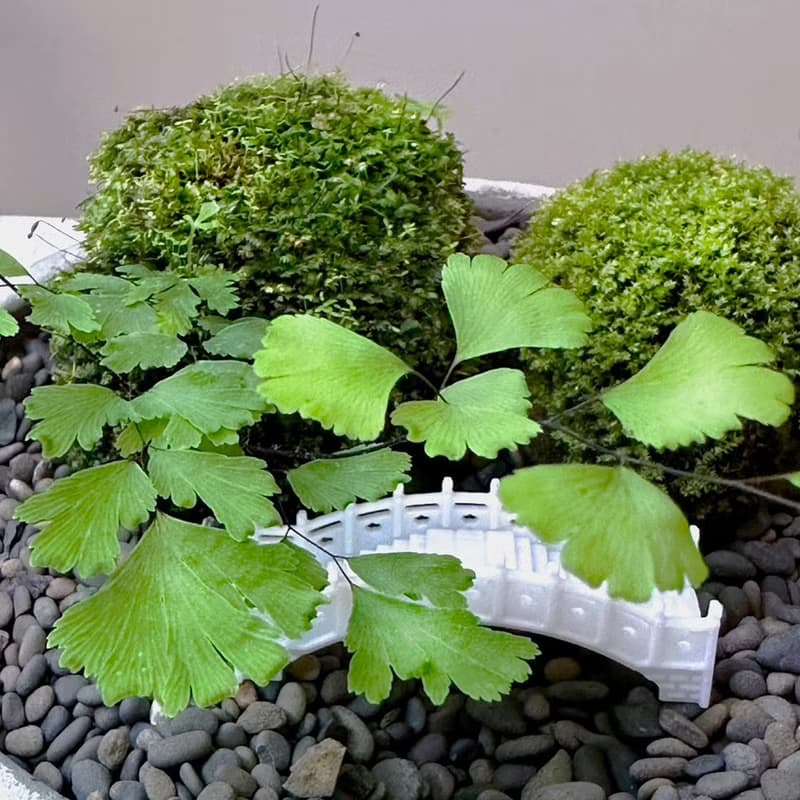 自然苔玉美學 - 石橋