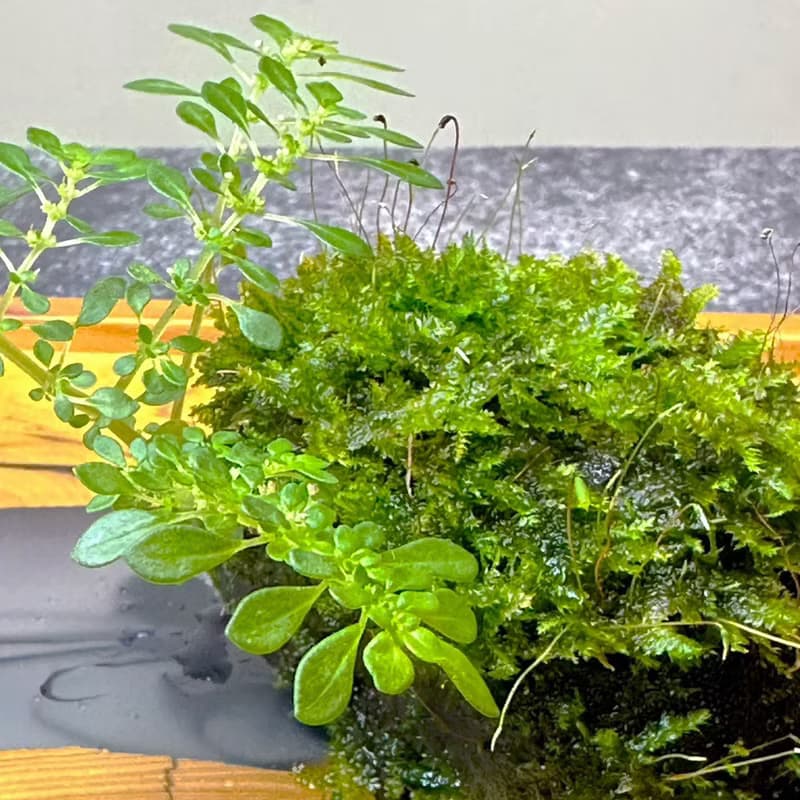 自然苔玉美學 - 石橋