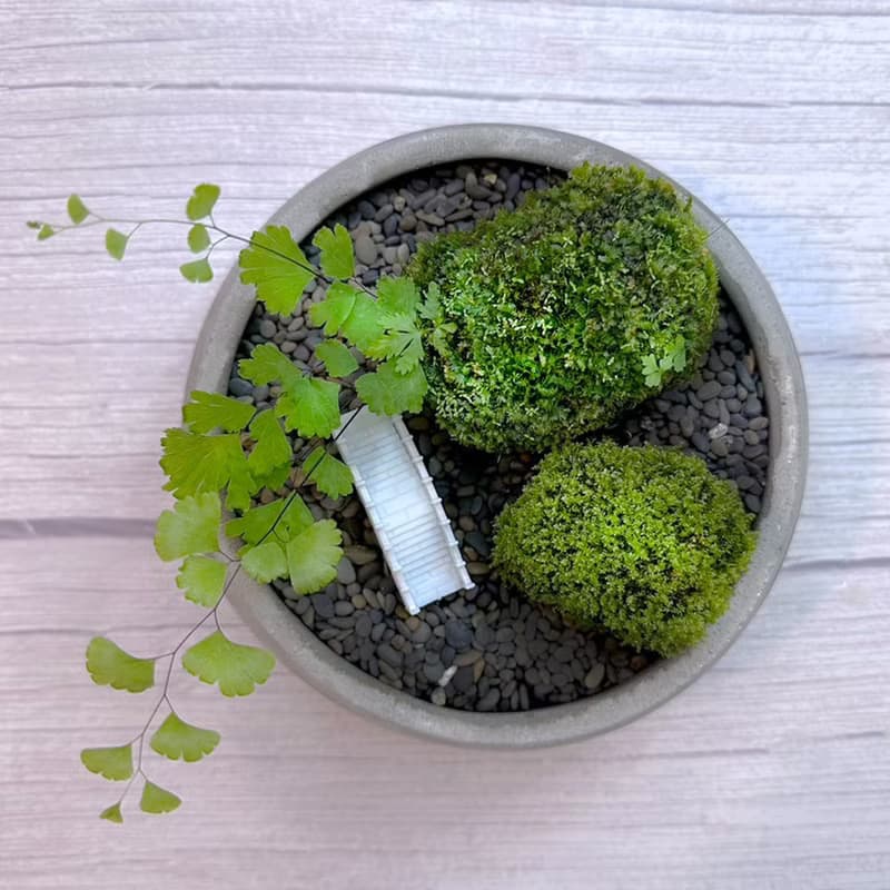 自然苔玉美學 - 石橋