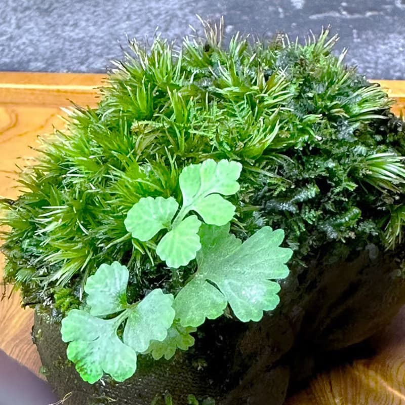 自然苔玉美學 - 石橋