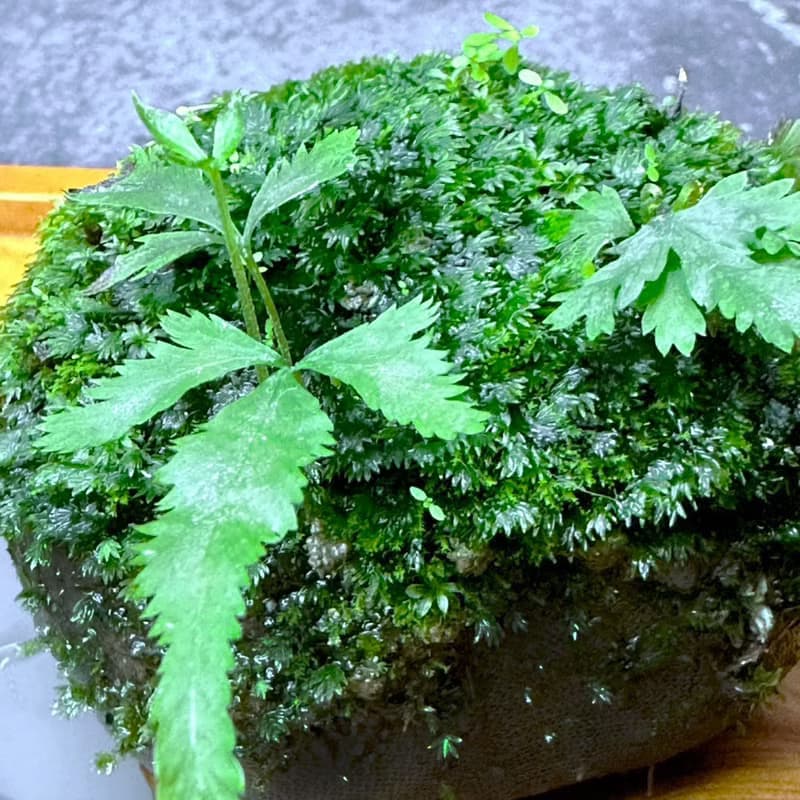 自然苔玉美學 - 石橋