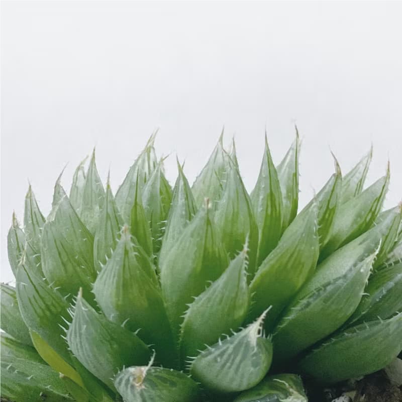 (預購) 白灰漸層系列 | 曲水之宴 百合科 方形水泥多肉植栽