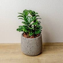 金璽金錢樹 圓點灰小水泥盆栽 開幕盆栽推薦 桌上盆栽 送禮