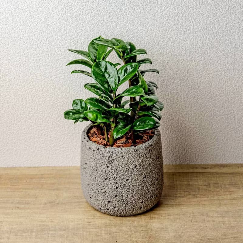 金璽金錢樹 圓點灰小水泥盆栽 開幕盆栽推薦 桌上盆栽 送禮